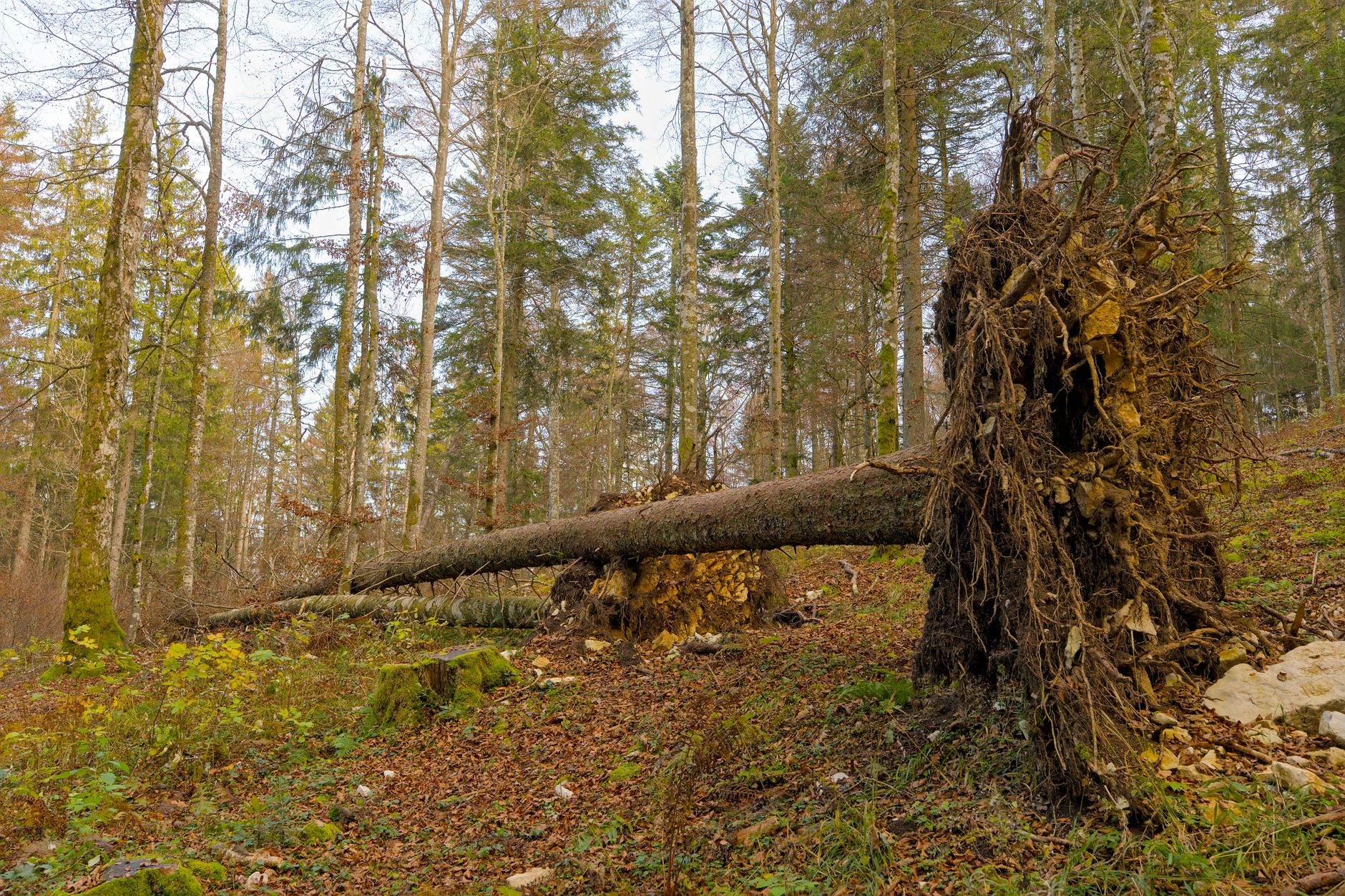 Enlèvement arbre urgence à Tremblay-en-France